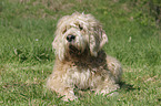 lying Otterhound