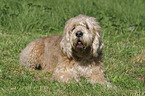 lying Otterhound