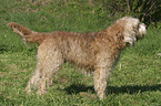 standing Otterhound