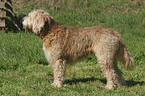 standing Otterhound