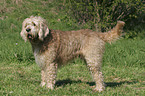 standing Otterhound