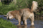 Otterhound in the water