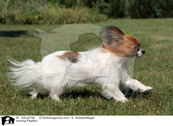 rennender Papillon / running Papillon / SS-03706