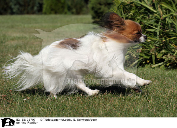 rennender Papillon / running Papillon / SS-03707