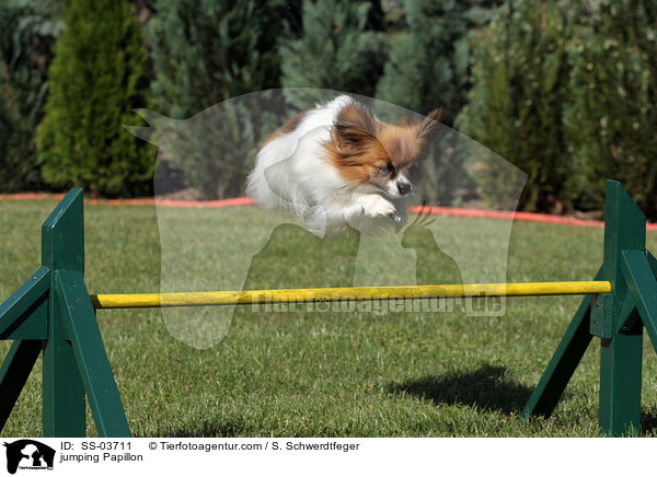 Papillon beim Springen / jumping Papillon / SS-03711