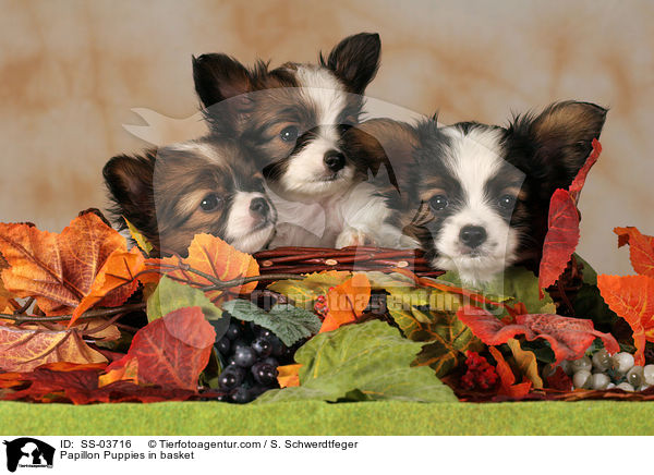 Papillon Welpen im Krbchen / Papillon Puppies in basket / SS-03716