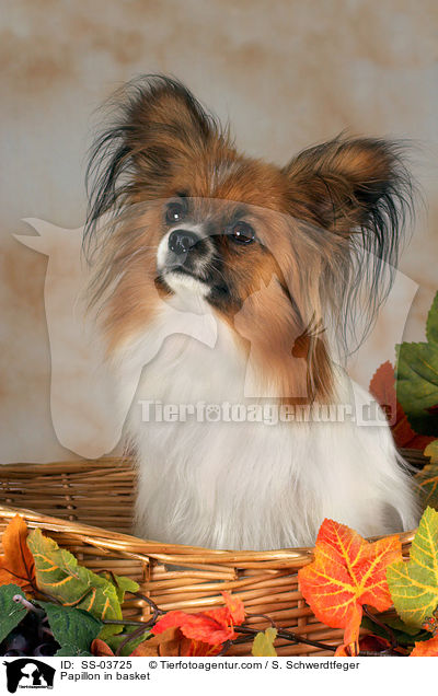 Papillon im Krbchen / Papillon in basket / SS-03725