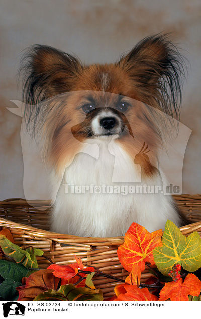 Papillon im Krbchen / Papillon in basket / SS-03734