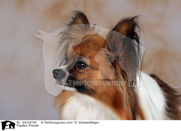 Papillon Portrait / Papillon Portrait / SS-03745