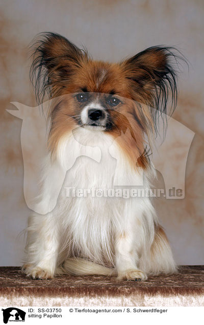 sitzender Papillon / sitting Papillon / SS-03750