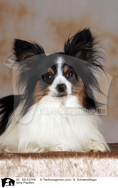 liegender Papillon / lying Papillon / SS-03758