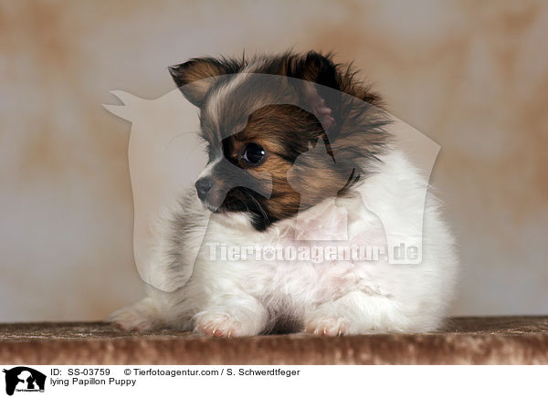 Papillon Welpe / Papillon Puppy / SS-03759