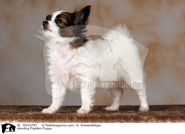 stehender Papillon Welpe / standing Papillon Puppy / SS-03767