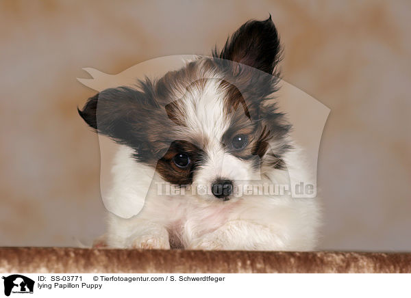 lying Papillon Puppy / SS-03771