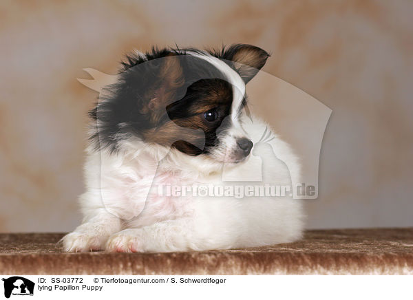 lying Papillon Puppy / SS-03772