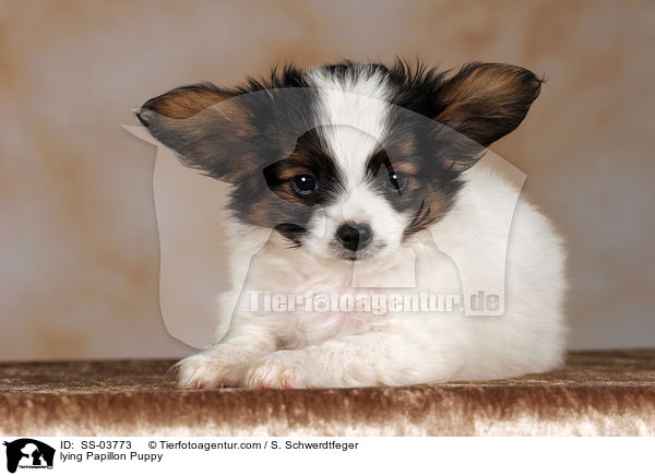 Papillon Welpe / Papillon Puppy / SS-03773