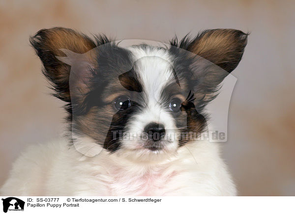 Papillon Puppy Portrait / SS-03777