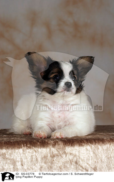 Papillon Welpe / Papillon Puppy / SS-03778