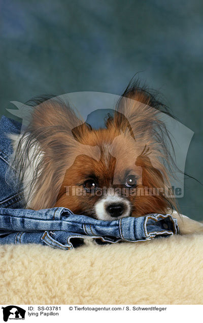 liegender Papillon / lying Papillon / SS-03781