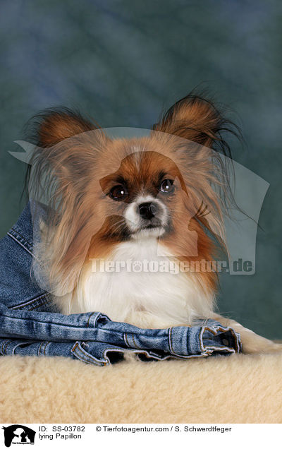 liegender Papillon / lying Papillon / SS-03782