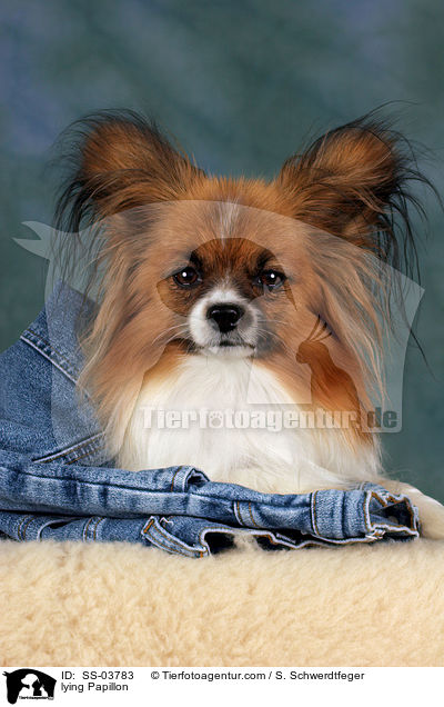 liegender Papillon / lying Papillon / SS-03783