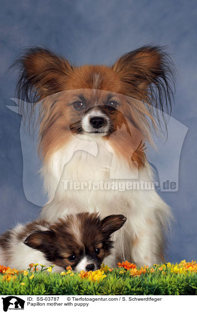 Papillon Hndin mit Welpen / Papillon mother with puppy / SS-03787