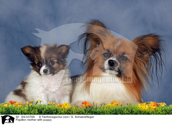 Papillon Hndin mit Welpen / Papillon mother with puppy / SS-03789