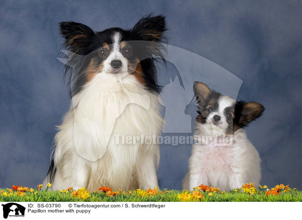 Papillon Hndin mit Welpen / Papillon mother with puppy / SS-03790