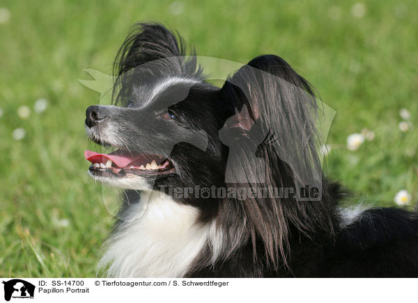 Papillon Portrait / Papillon Portrait / SS-14700