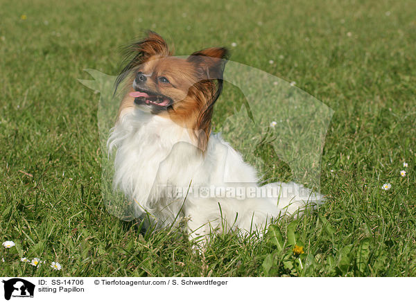 sitzender Papillon / sitting Papillon / SS-14706