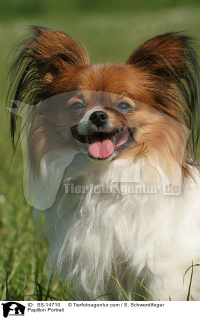 Papillon Portrait / Papillon Portrait / SS-14710