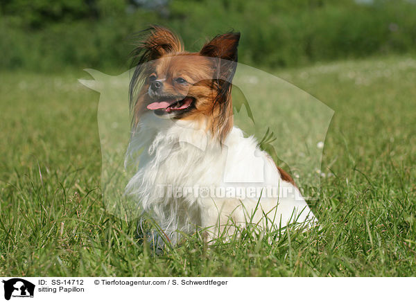 sitzender Papillon / sitting Papillon / SS-14712