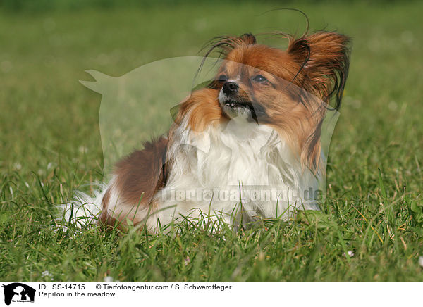Papillon auf Wiese / Papillon in the meadow / SS-14715