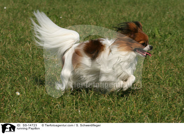 rennender Papillon / running Papillon / SS-14723