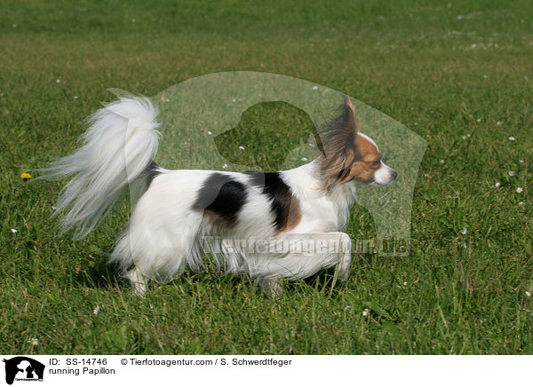 rennender Papillon / running Papillon / SS-14746