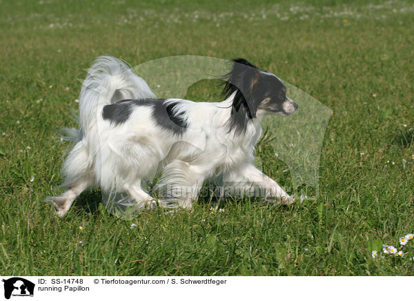 rennender Papillon / running Papillon / SS-14748