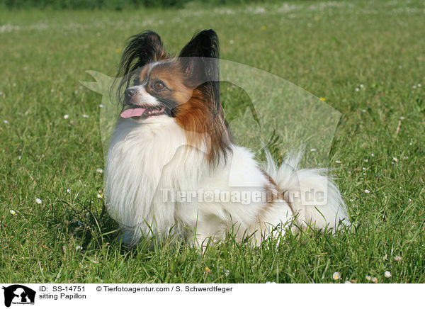 sitzender Papillon / sitting Papillon / SS-14751