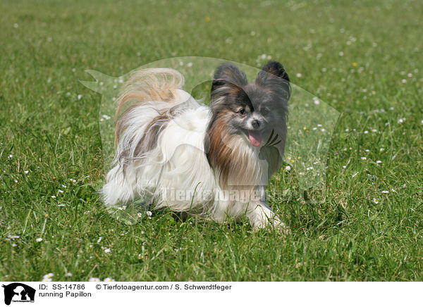 rennender Papillon / running Papillon / SS-14786