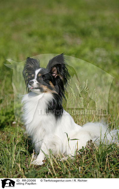 sitzender Papillon / sitting Papillon / RR-20066
