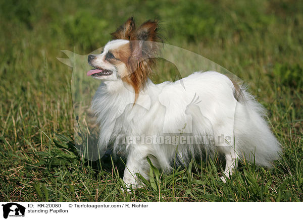 stehender Papillon / standing Papillon / RR-20080