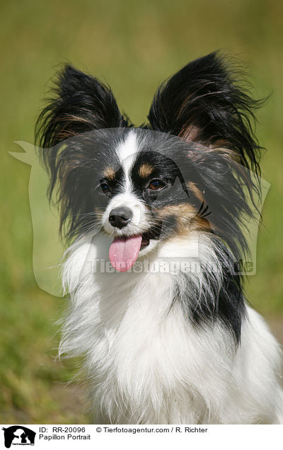 Papillon Portrait / Papillon Portrait / RR-20096
