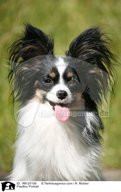 Papillon Portrait / Papillon Portrait / RR-20106