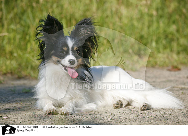 liegender Papillon / lying Papillon / RR-20109