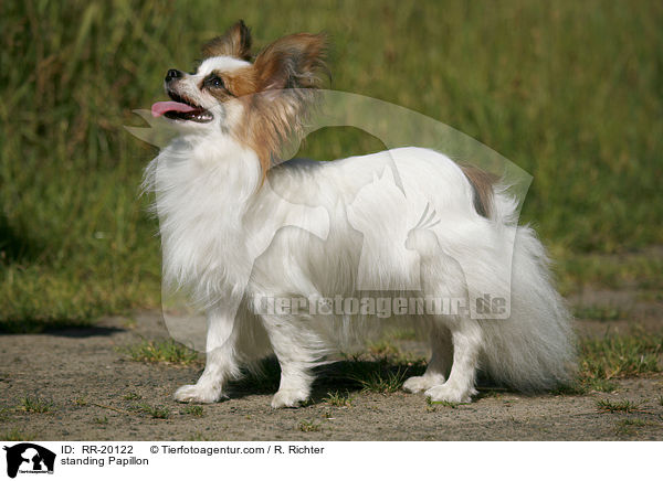 stehender Papillon / standing Papillon / RR-20122
