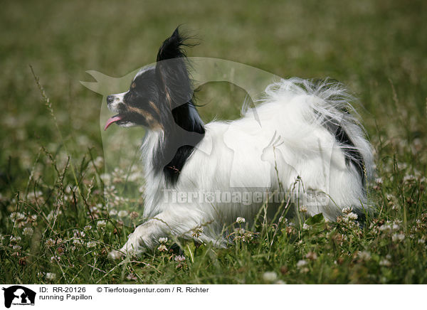 rennender Papillon / running Papillon / RR-20126