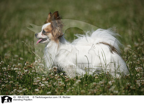 stehender Papillon / standing Papillon / RR-20128