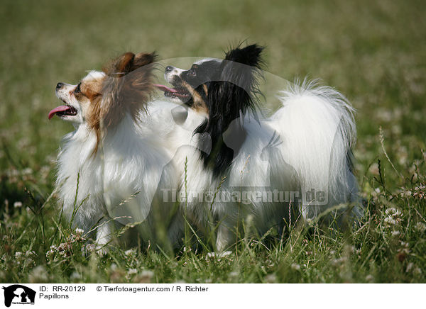 Papillons / Papillons / RR-20129