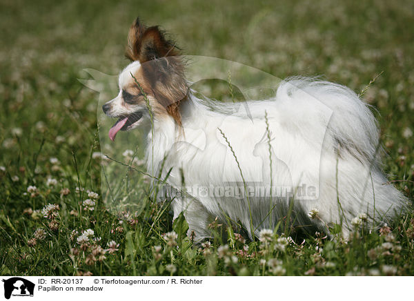 Papillon auf Wiese / Papillon on meadow / RR-20137