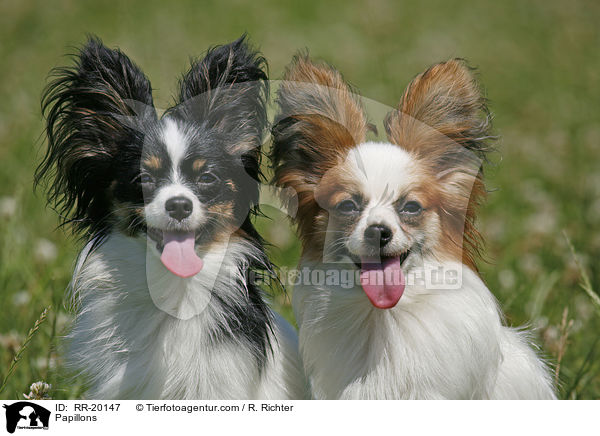 Papillons / Papillons / RR-20147