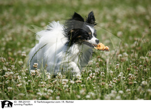 rennender Papillon / running Papillon / RR-20151